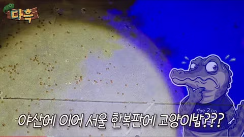 서울 시내에 나타난 바퀴벌레 떼에 놀란 외국인들 - 인벤 인기글 이미지 3 - 밈카세