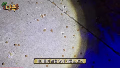 서울 시내에 나타난 바퀴벌레 떼에 놀란 외국인들 - 인벤 인기글 이미지 4 - 밈카세