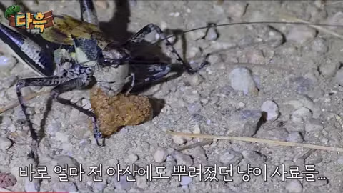 서울 시내에 나타난 바퀴벌레 떼에 놀란 외국인들 - 인벤 인기글 이미지 5 - 밈카세