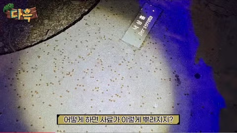 서울 시내에 나타난 바퀴벌레 떼에 놀란 외국인들 - 인벤 인기글 이미지 8 - 밈카세