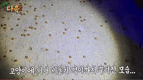 서울 시내에 나타난 바퀴벌레 떼에 놀란 외국인들 - 인벤 인기글 이미지 9 - 밈카세