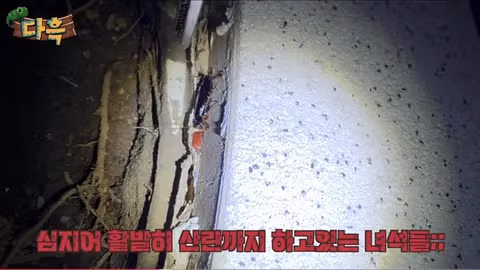 서울 시내에 나타난 바퀴벌레 떼에 놀란 외국인들 - 인벤 인기글 이미지 10 - 밈카세