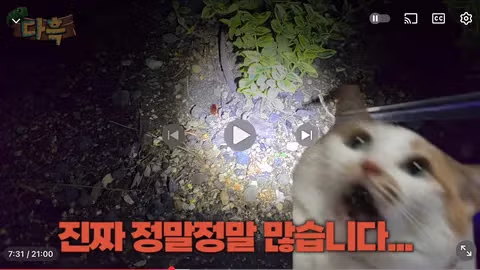서울 시내에 나타난 바퀴벌레 떼에 놀란 외국인들 - 인벤 인기글 이미지 11 - 밈카세