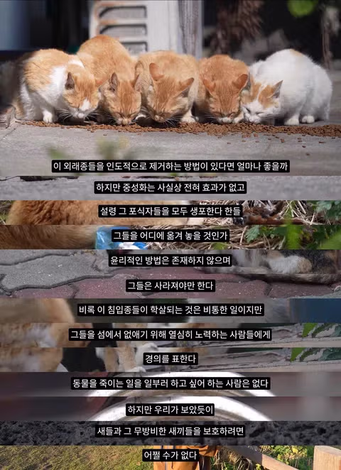조류 유리 충돌 방지보다 고양이 보호에만 집중하는 상황에 대한 논쟁 - 인벤 인기글 이미지 11 - 밈카세
