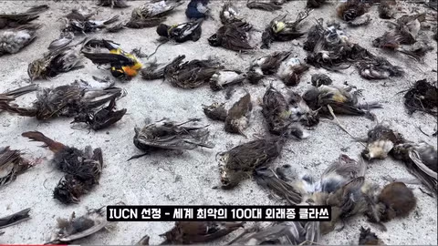 조류 유리 충돌 방지보다 고양이 보호에만 집중하는 상황에 대한 논쟁 - 인벤 인기글 이미지 14 - 밈카세