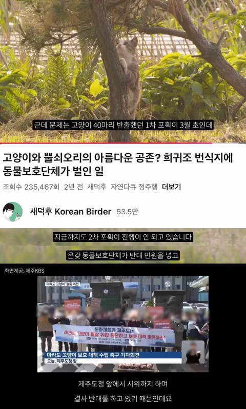 고양이 살처분 논란이 불거진 이유 - 인벤 인기글 이미지 6 - 밈카세