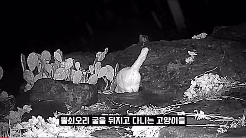 고양이 살처분 논란이 불거진 이유 - 인벤 인기글 이미지 9 - 밈카세