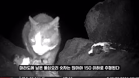 고양이 살처분 논란이 불거진 이유 - 인벤 인기글 이미지 11 - 밈카세