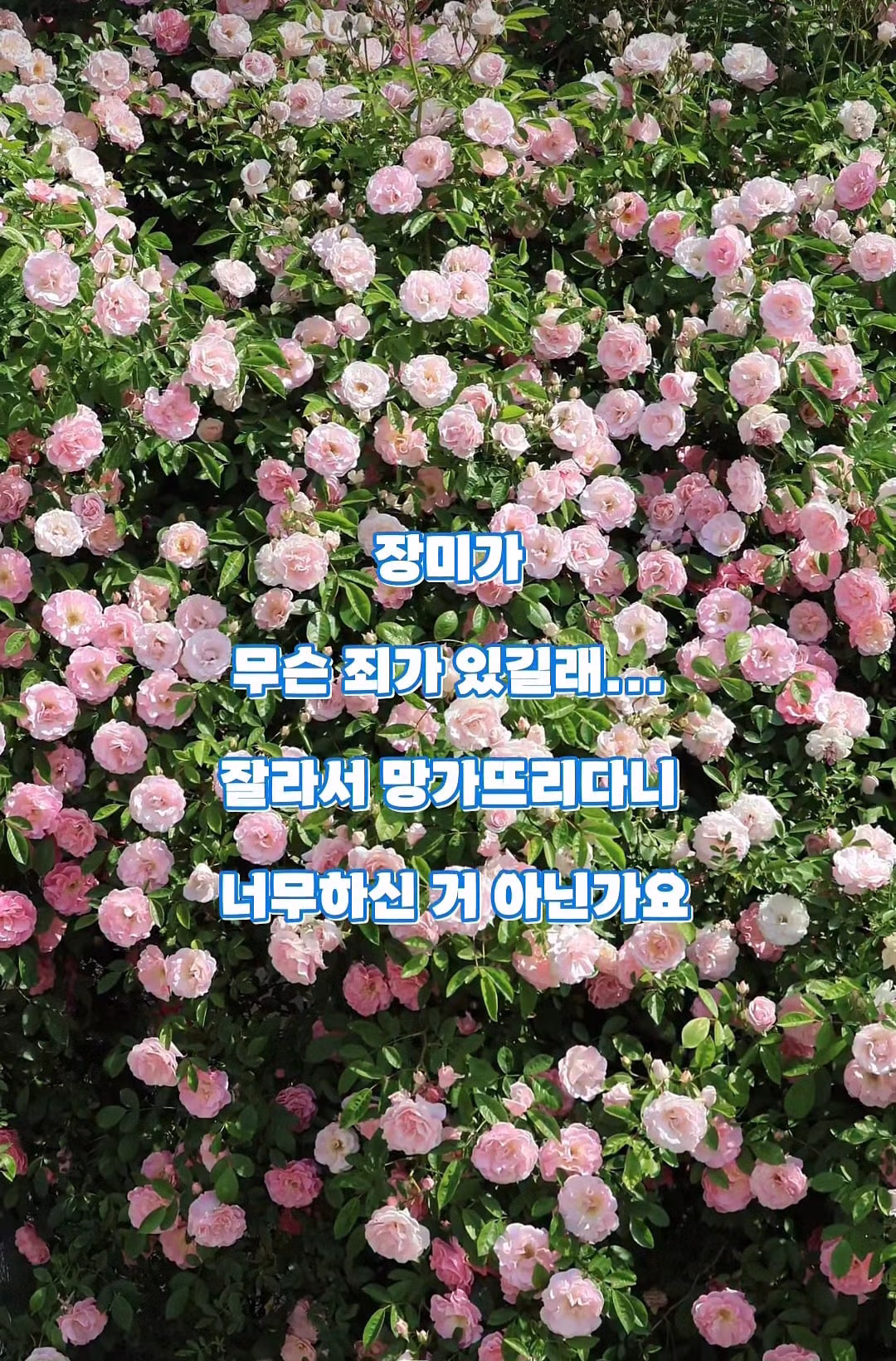수원 행궁동 장미 포토스팟 훼손 및 도난 사건 - 인벤 인기글 이미지 4 - 밈카세