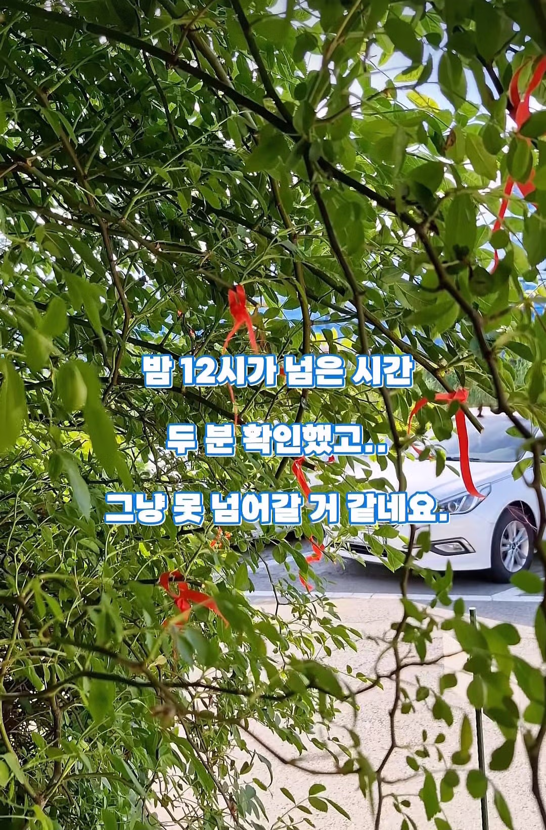수원 행궁동 장미 포토스팟 훼손 및 도난 사건 - 인벤 인기글 이미지 10 - 밈카세