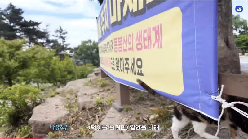 용봉산 정상에서 만난 길고양이 - 인벤 인기글 이미지 3 - 밈카세