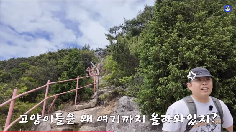 용봉산 정상에서 만난 길고양이 - 인벤 인기글 이미지 4 - 밈카세