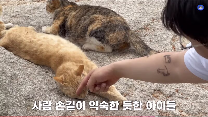 용봉산 정상에서 만난 길고양이 - 인벤 인기글 이미지 6 - 밈카세