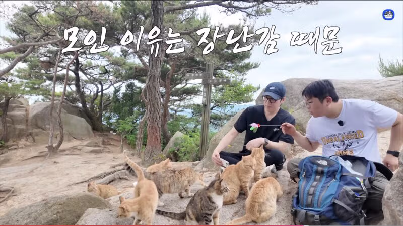 용봉산 정상에서 만난 길고양이 - 인벤 인기글 이미지 7 - 밈카세