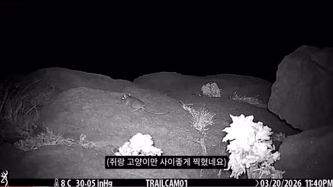 마라도 뿔쇠오리 죽인 범인을 찾는 집요한 추적기 - 뽐뿌 인기글 이미지 2 - 밈카세