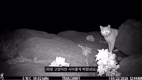 마라도 뿔쇠오리 죽인 범인을 찾는 집요한 추적기 - 뽐뿌 인기글 이미지 3 - 밈카세
