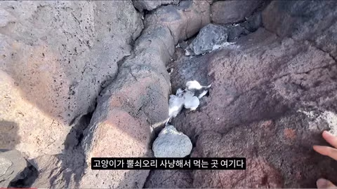 마라도 뿔쇠오리 죽인 범인을 찾는 집요한 추적기 - 뽐뿌 인기글 이미지 4 - 밈카세