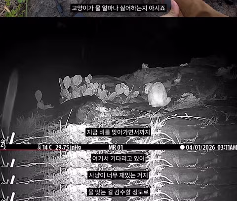 마라도 뿔쇠오리 죽인 범인을 찾는 집요한 추적기 - 뽐뿌 인기글 이미지 5 - 밈카세