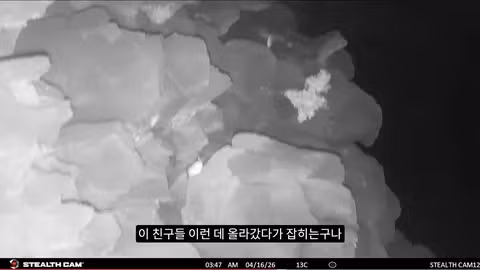 마라도 뿔쇠오리 죽인 범인을 찾는 집요한 추적기 - 뽐뿌 인기글 이미지 6 - 밈카세