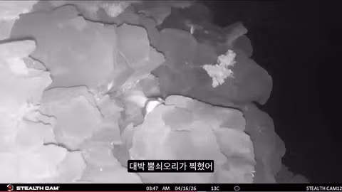 마라도 뿔쇠오리 죽인 범인을 찾는 집요한 추적기 - 뽐뿌 인기글 이미지 7 - 밈카세