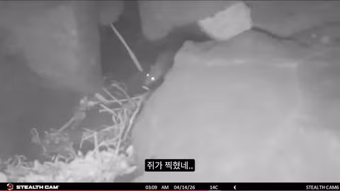 마라도 뿔쇠오리 죽인 범인을 찾는 집요한 추적기 - 뽐뿌 인기글 이미지 9 - 밈카세
