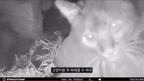 마라도 뿔쇠오리 죽인 범인을 찾는 집요한 추적기 - 뽐뿌 인기글 이미지 10 - 밈카세