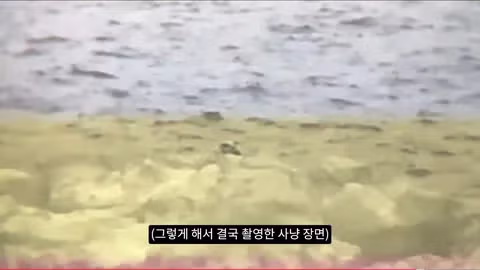 마라도 뿔쇠오리 죽인 범인을 찾는 집요한 추적기 - 뽐뿌 인기글 이미지 14 - 밈카세