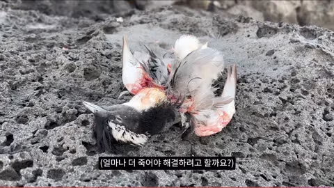 마라도 뿔쇠오리 죽인 범인을 찾는 집요한 추적기 - 뽐뿌 인기글 이미지 17 - 밈카세