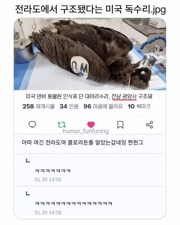 전라도에서 구조된 미국 동물원 독수리 - 인벤 인기글 이미지 1 - 밈카세