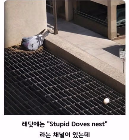 비둘기처럼 대충 살고 싶은 마음 - 인벤 인기글 이미지 1 - 밈카세