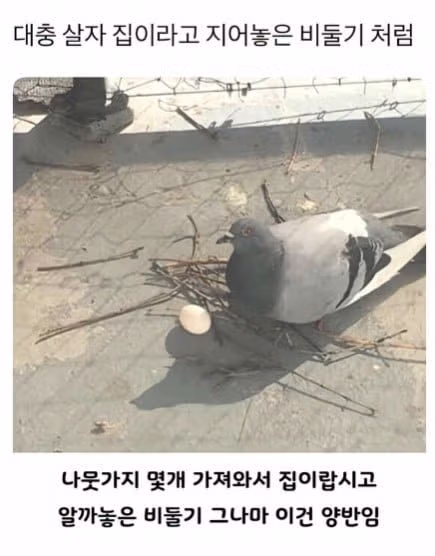 비둘기처럼 대충 살고 싶은 마음 - 인벤 인기글 이미지 4 - 밈카세