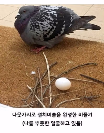 비둘기처럼 대충 살고 싶은 마음 - 인벤 인기글 이미지 5 - 밈카세