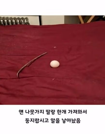 비둘기처럼 대충 살고 싶은 마음 - 인벤 인기글 이미지 6 - 밈카세