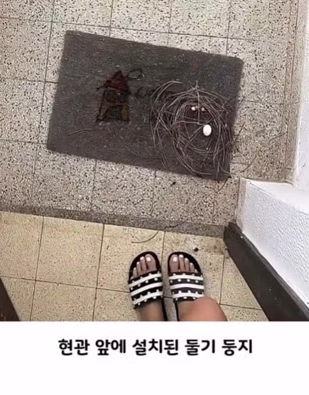 비둘기처럼 대충 살고 싶은 마음 - 인벤 인기글 이미지 7 - 밈카세