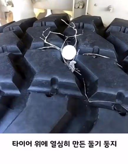 비둘기처럼 대충 살고 싶은 마음 - 인벤 인기글 이미지 8 - 밈카세