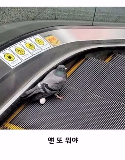 비둘기처럼 대충 살고 싶은 마음 - 인벤 인기글 이미지 9 - 밈카세