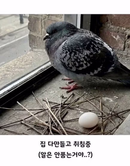 비둘기처럼 대충 살고 싶은 마음 - 인벤 인기글 이미지 10 - 밈카세