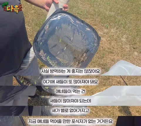 한국에 나타난 거대 메뚜기 떼 습격 상황 - 인벤 인기글 이미지 2 - 밈카세