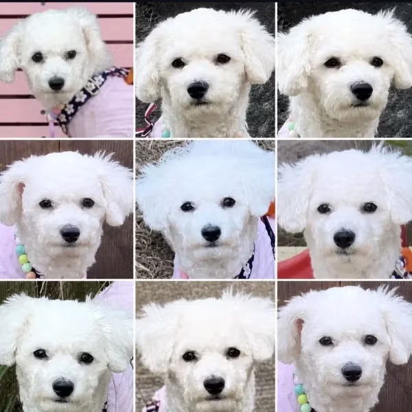 집순이 강아지와 함께 떠난 제주도 여행 - 뽐뿌 인기글 이미지 2 - 밈카세