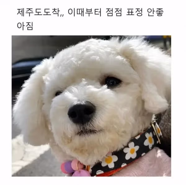 집순이 강아지와 함께 떠난 제주도 여행 - 뽐뿌 인기글 이미지 3 - 밈카세