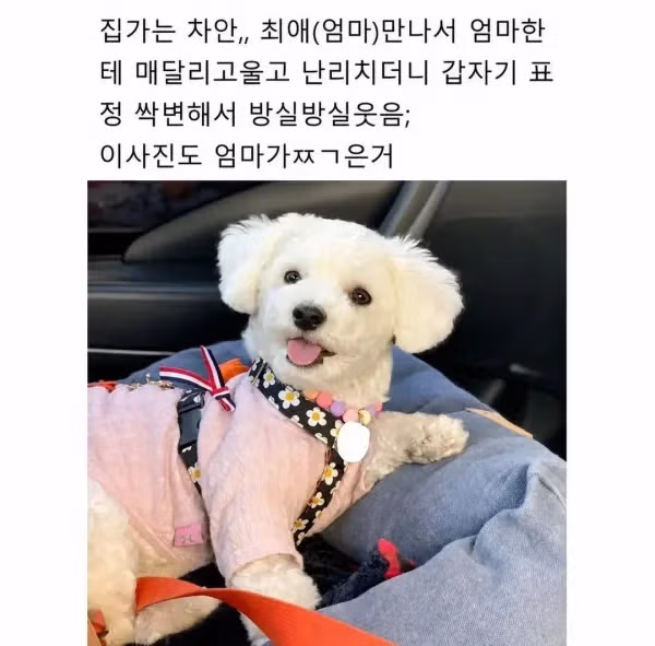 집순이 강아지와 함께 떠난 제주도 여행 - 뽐뿌 인기글 이미지 4 - 밈카세