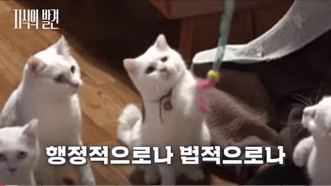 길고양이 문제에 대한 현실적인 해결책 논의 - 인벤 인기글 이미지 4 - 밈카세
