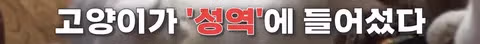 길고양이 문제에 대한 현실적인 해결책 논의 - 인벤 인기글 이미지 5 - 밈카세