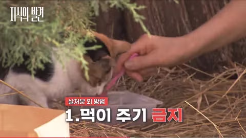 길고양이 문제에 대한 현실적인 해결책 논의 - 인벤 인기글 이미지 8 - 밈카세