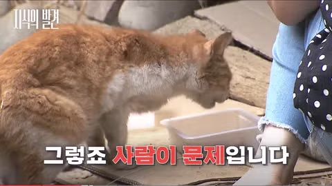 길고양이 문제에 대한 현실적인 해결책 논의 - 인벤 인기글 이미지 12 - 밈카세
