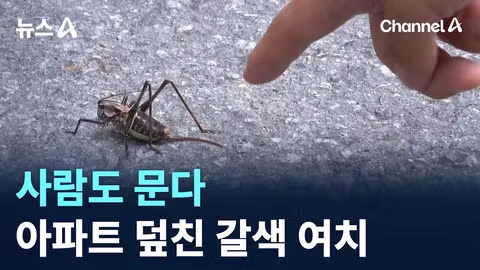 수도권 습격한 갈색여치 피해 주의보 - 인벤 인기글 이미지 1 - 밈카세