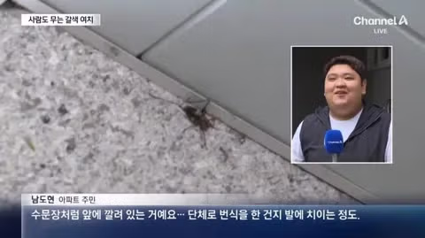 수도권 습격한 갈색여치 피해 주의보 - 인벤 인기글 이미지 2 - 밈카세