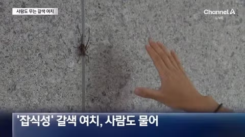 수도권 습격한 갈색여치 피해 주의보 - 인벤 인기글 이미지 4 - 밈카세