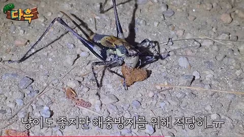 수도권 습격한 갈색여치 피해 주의보 - 인벤 인기글 이미지 6 - 밈카세