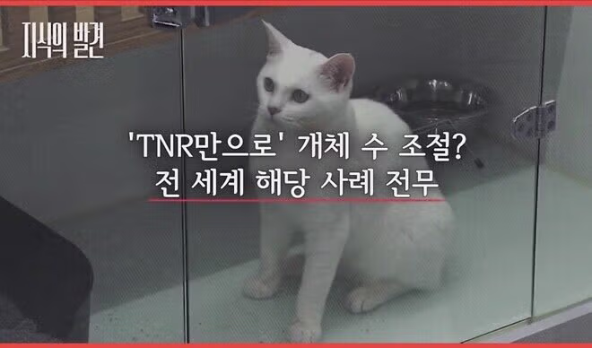 반토막 난 고양이들의 정체 - 인벤 인기글 이미지 2 - 밈카세